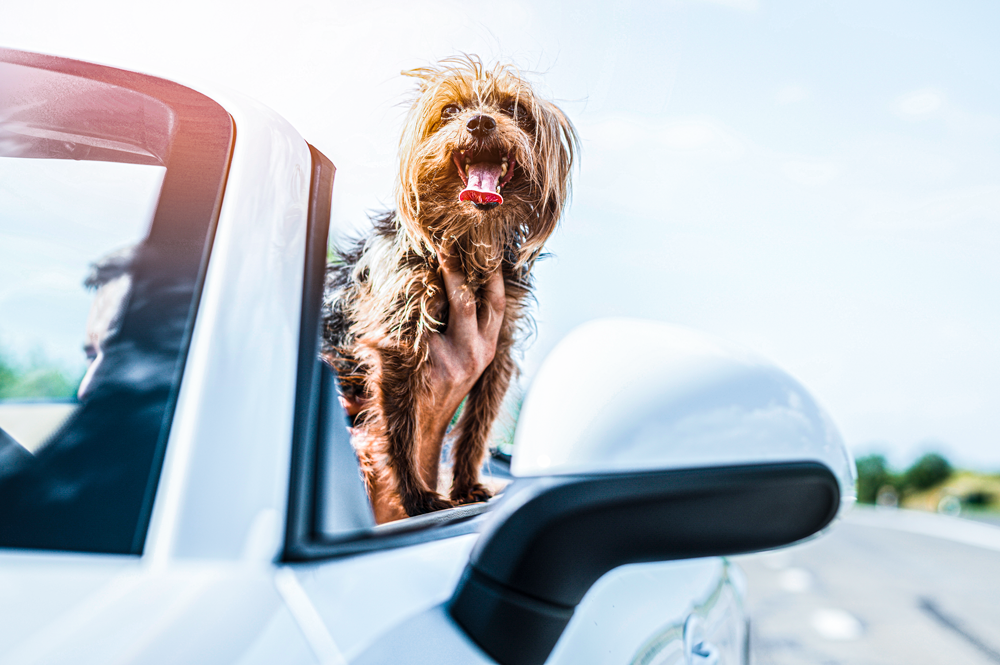 5 dicas importantes ao viajar com animais no carro