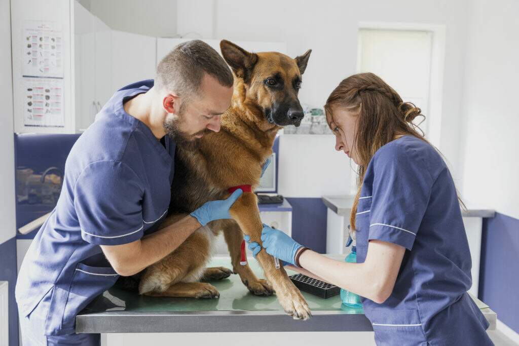 10 sinais de que você precisa procurar um veterinário