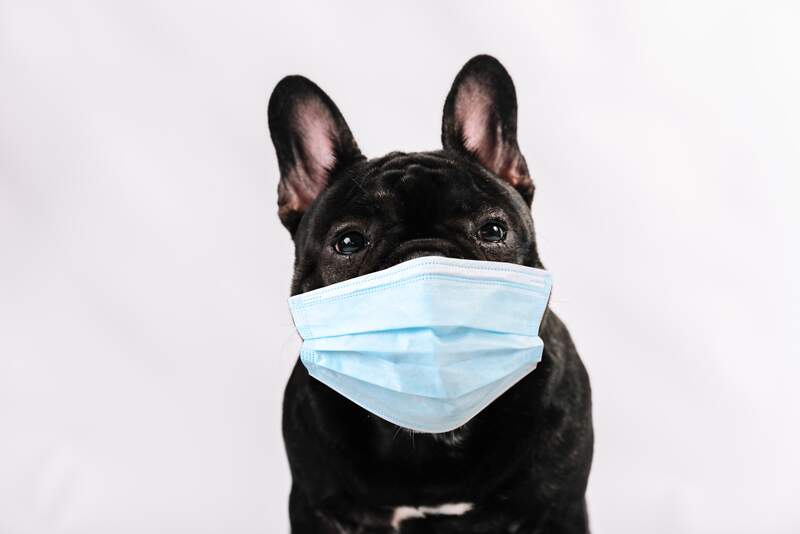 Saiba como cuidar do seu pet durante a pandemia